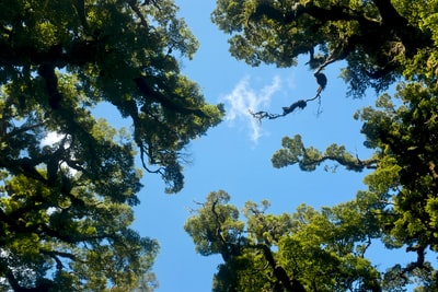 低角度摄影的绿树在蓝色和白色天空白天

